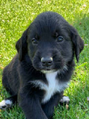 Golden Mountain Dog